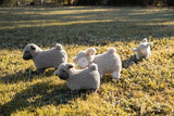 Lucy Lamb- cream